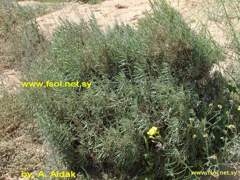 Artemisia monosperma Delile